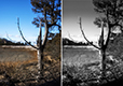Dreamlike Diptych 11